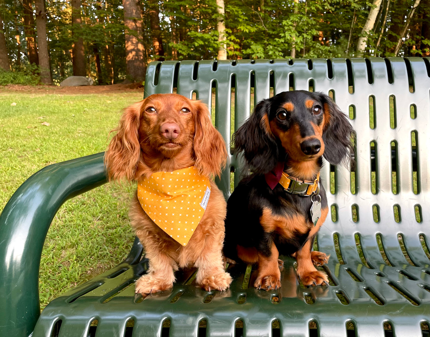 Yellow Plus Dog Collar