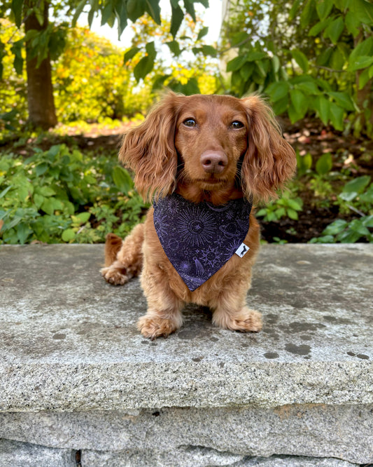 Twilight GLITTER Dog Bandana