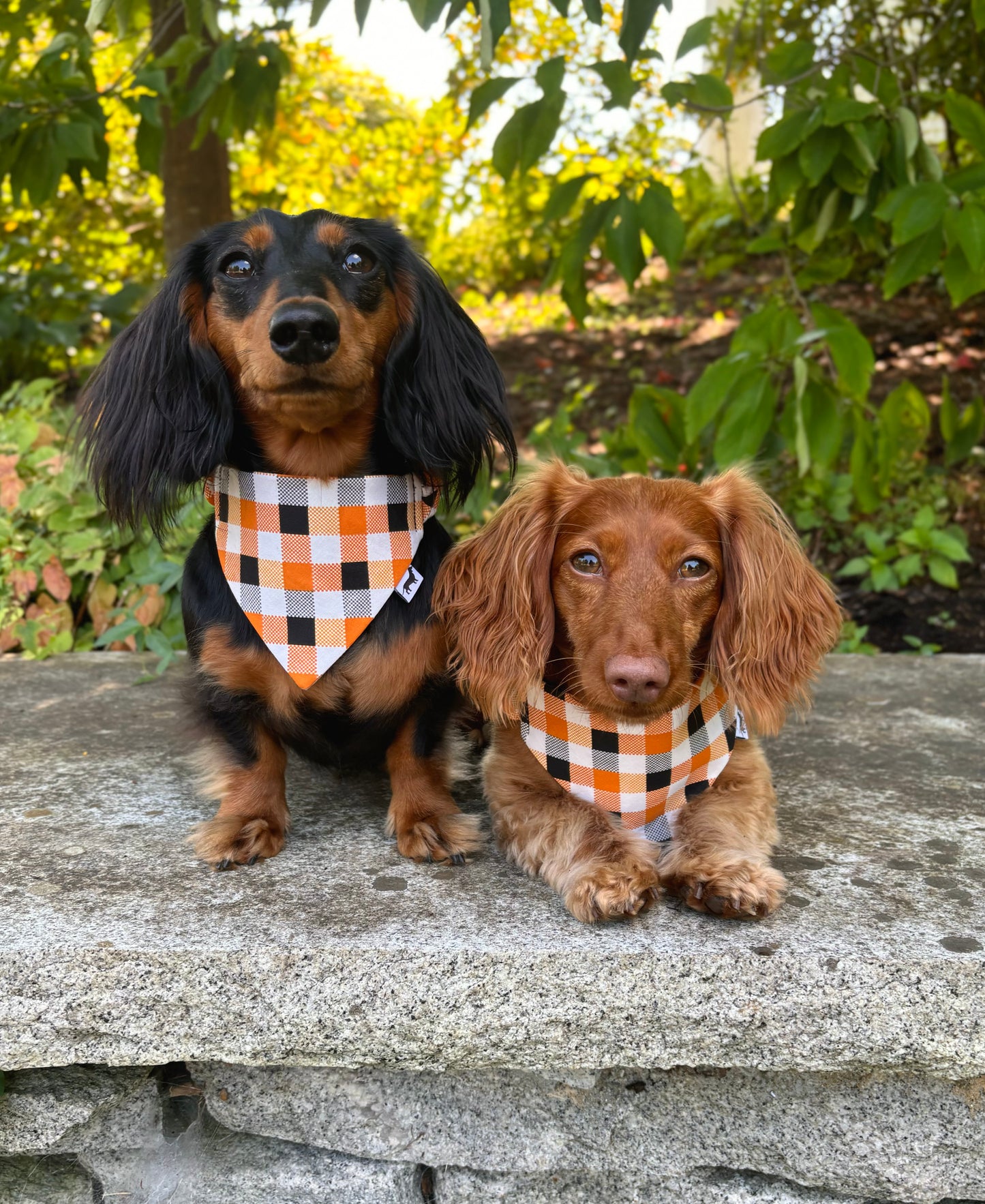Pumpkin Plaid Scrunchie Dog Bandana