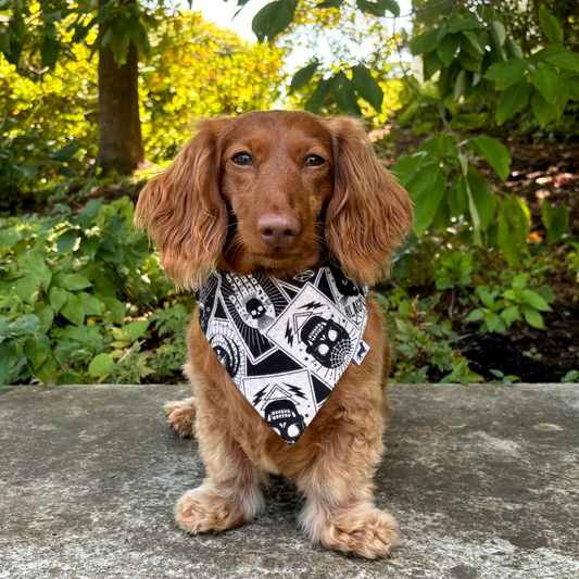 Bewitched Dog Bandana