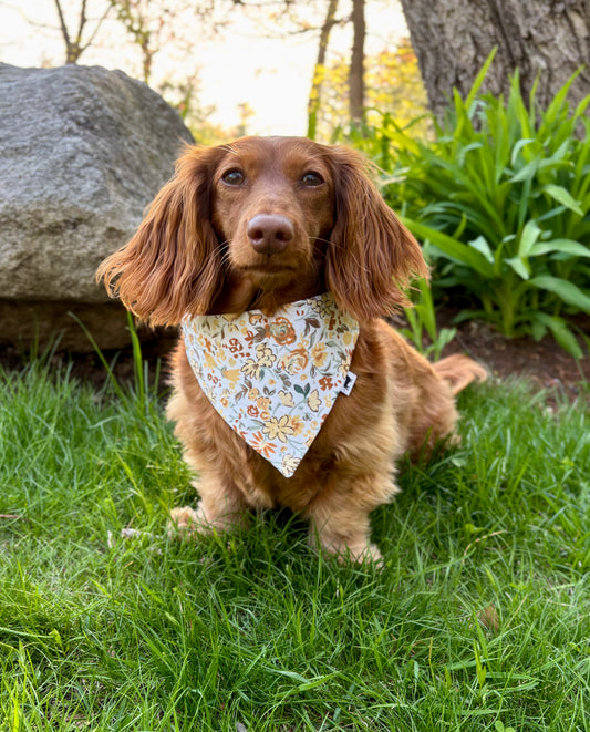 Buttercup Dog Bandana