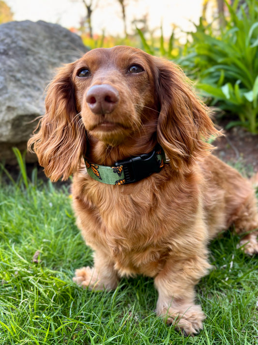Monarch Butterfly Dog Collar