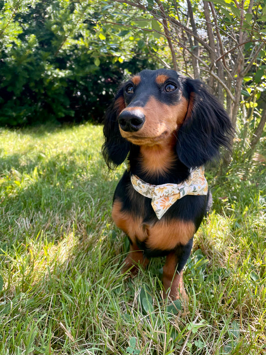 Buttercup Dog Bow Ties