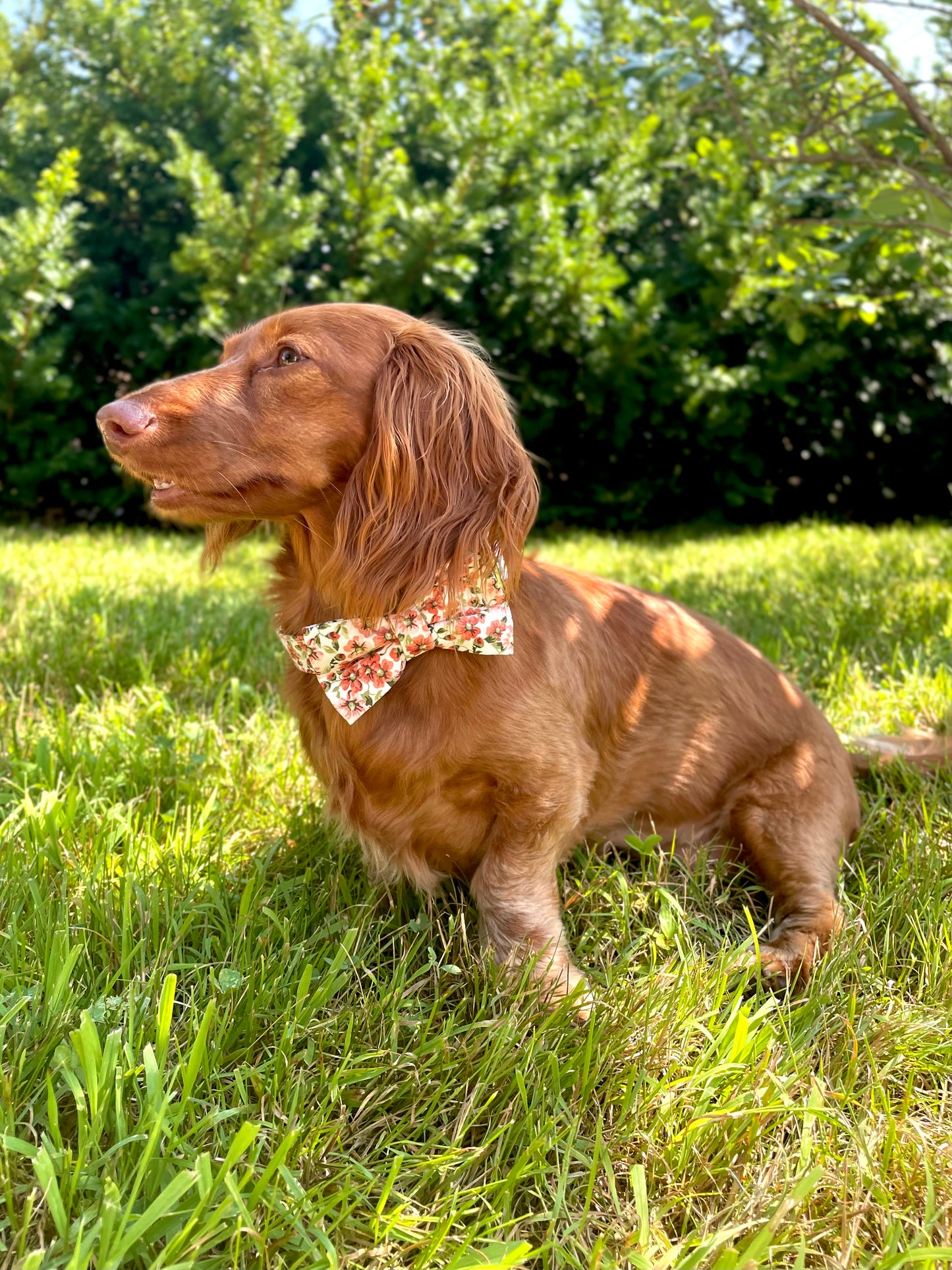 Peach Blossom Dog Collar