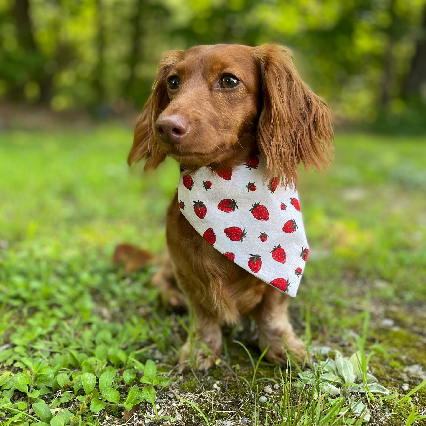 Strawberry Patch Dog Bandana