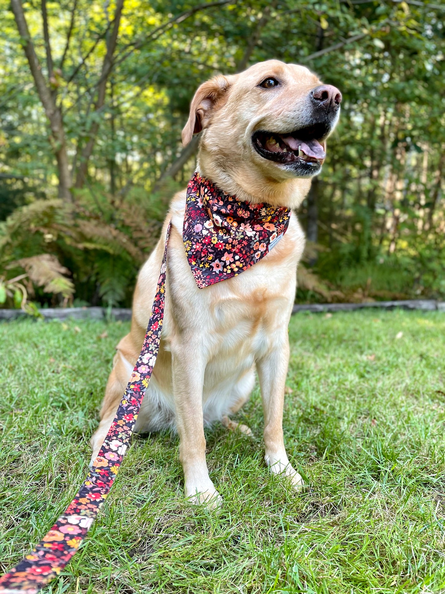 Fall Floral Dog Collar