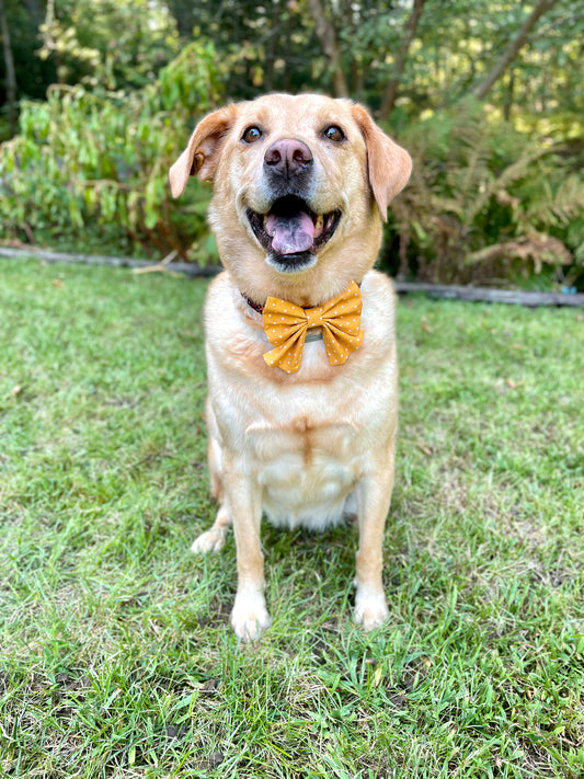 Yellow Plus Dog Bow Ties