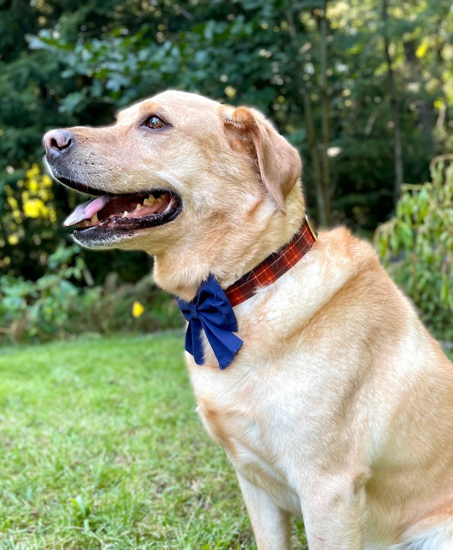 Navy Dog Bow Ties