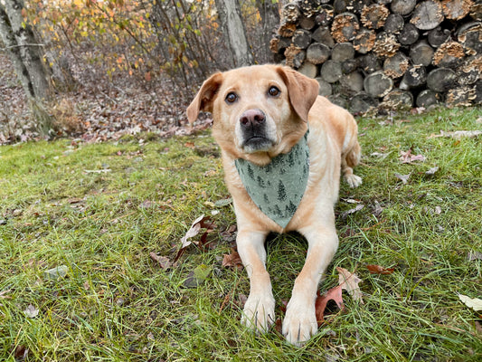 Winter Evergreen Dog Bandana