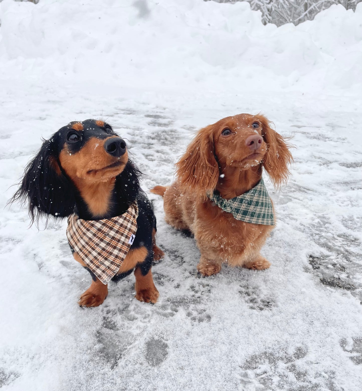 Pine Tree Plaid Scrunchie Dog Bandana