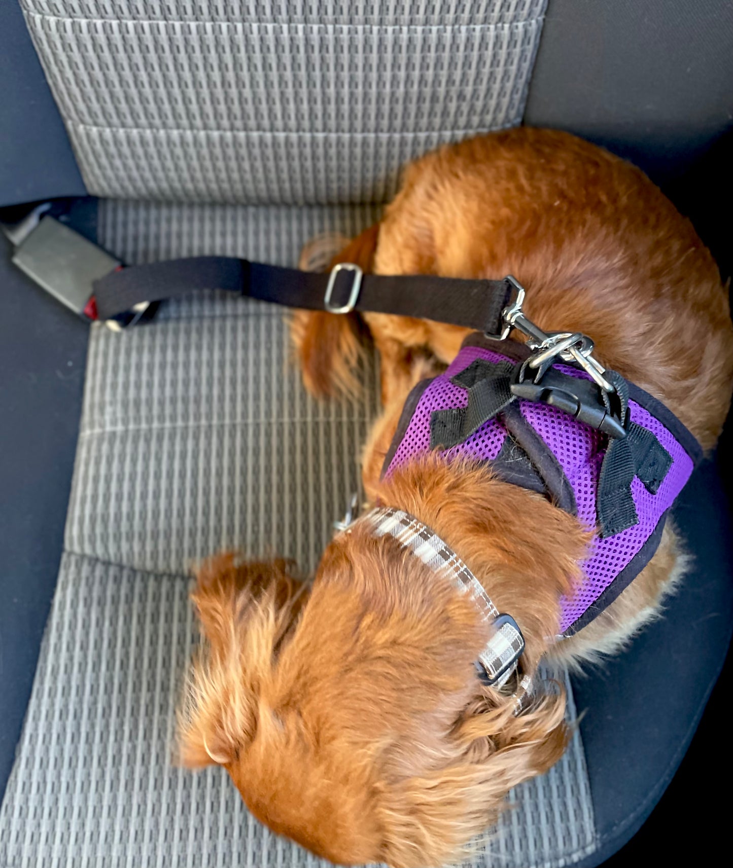 Dog Seat Belt