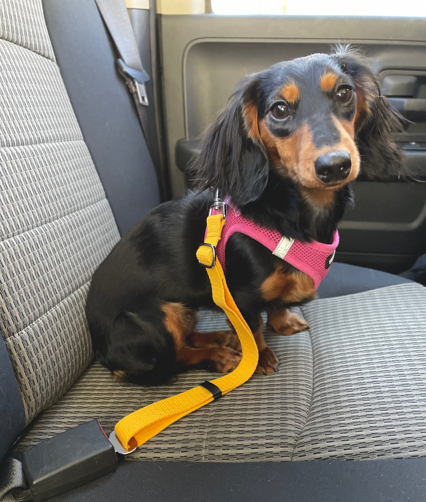 Dog Seat Belt