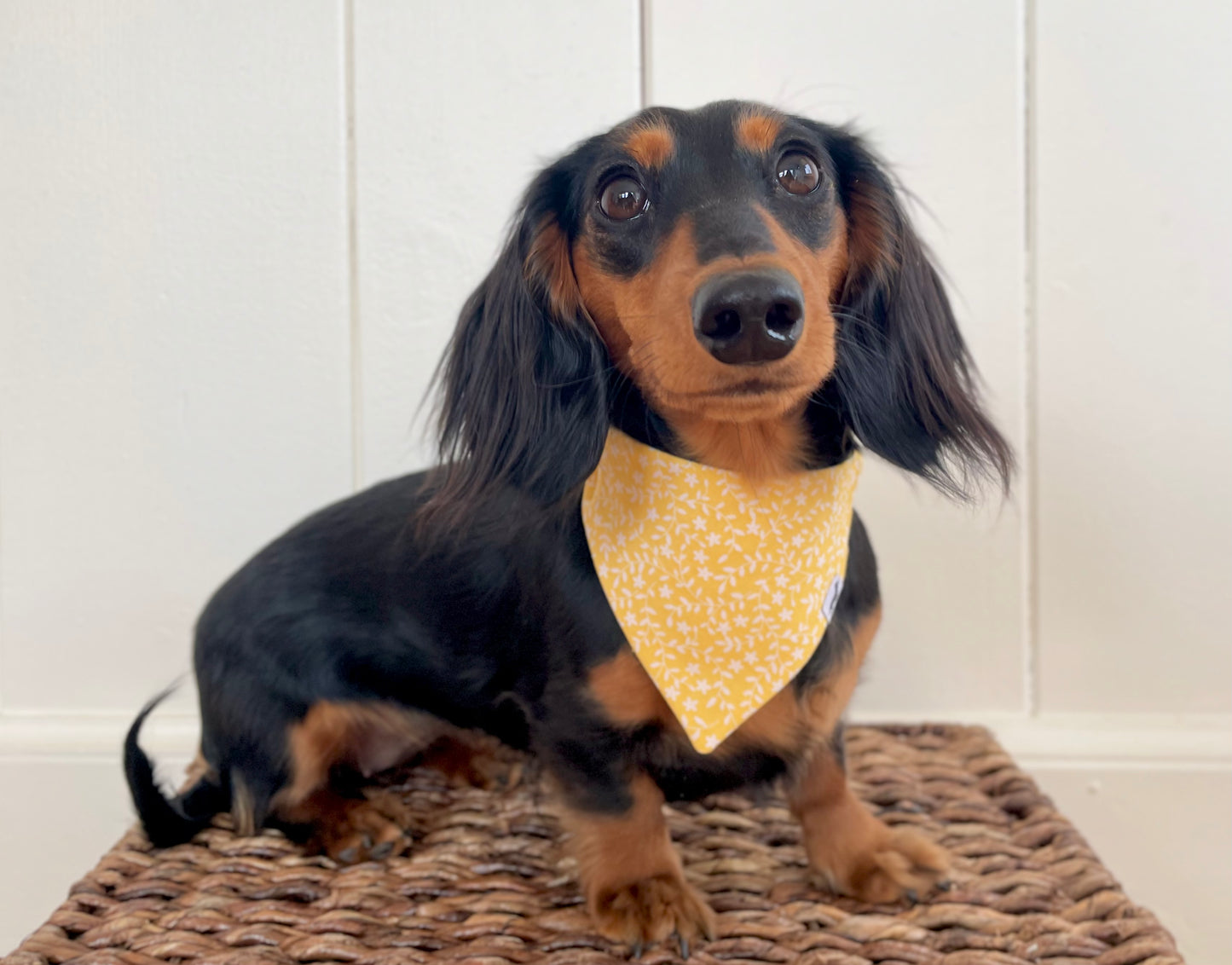 Sunshine and Daisies Scrunchie Dog Bandana