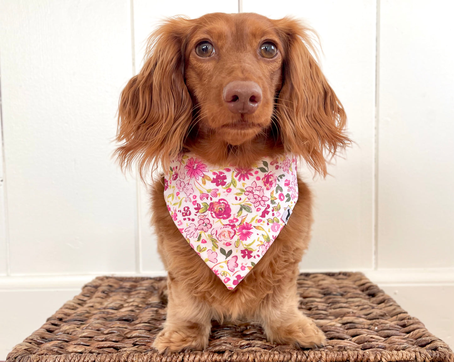 Sweet Pea Scrunchie Dog Bandana