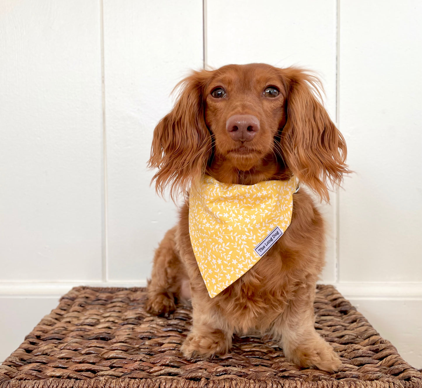 Sunshine and Daisies Dog Bandana