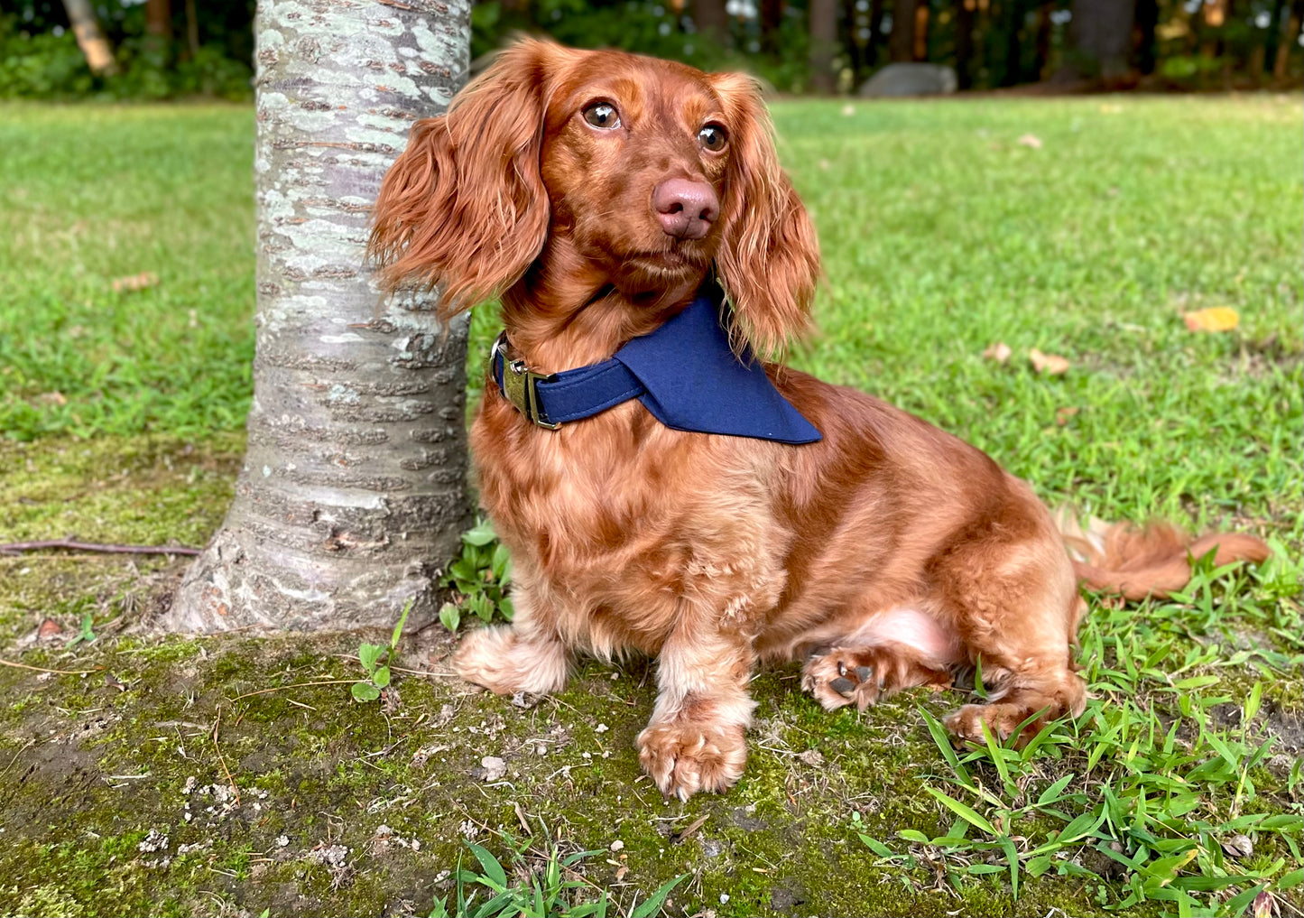 Navy Dog Collar