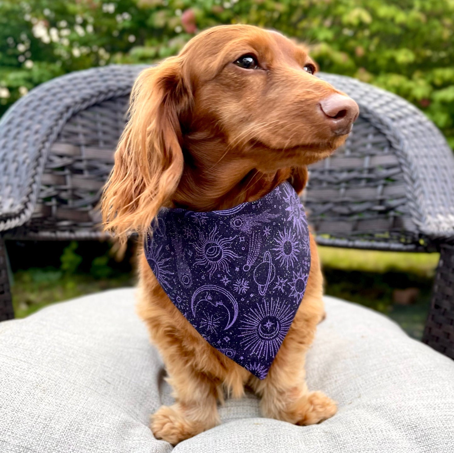 Twilight GLITTER Dog Bandana