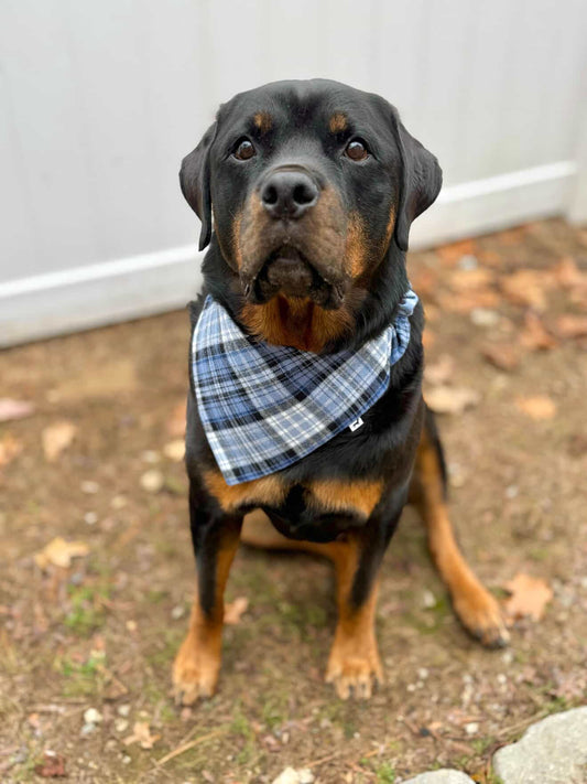 Blue Blizzard Dog Bandana
