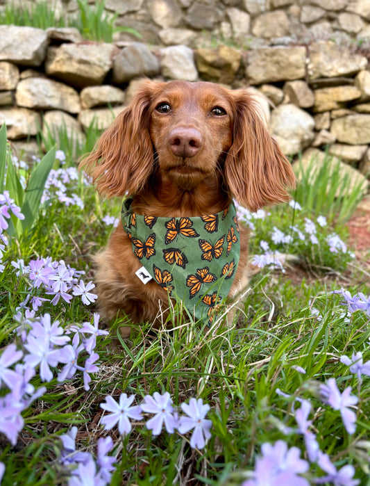 Monarch Butterfly Scrunchie Dog Bandana