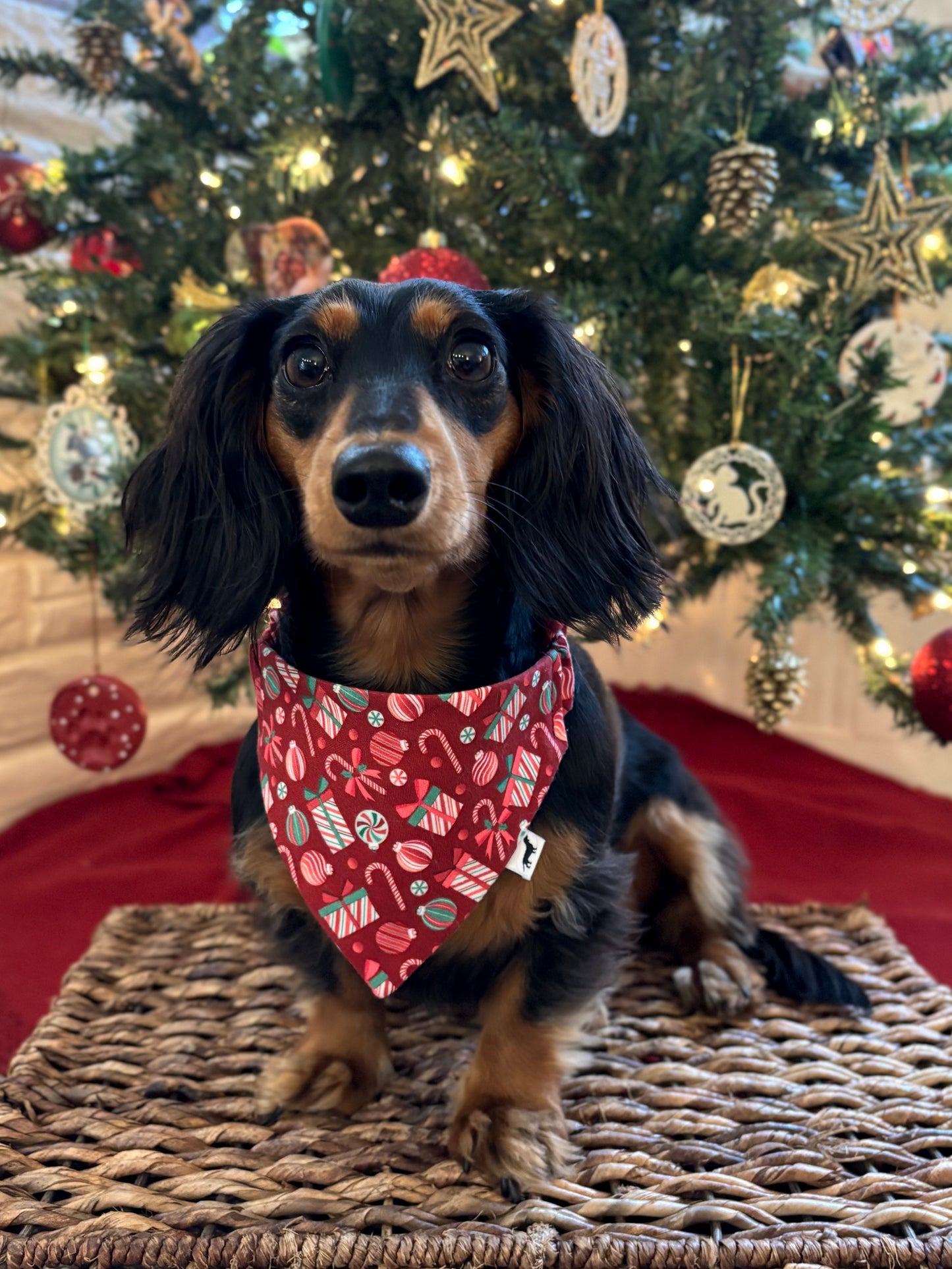 Candy Cane Lane Dog Bandana