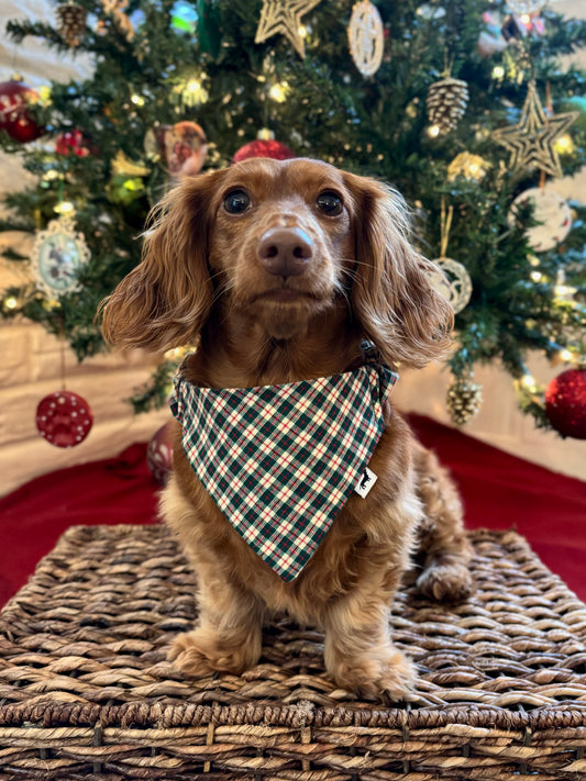 Green Country Christmas Dog Bandana