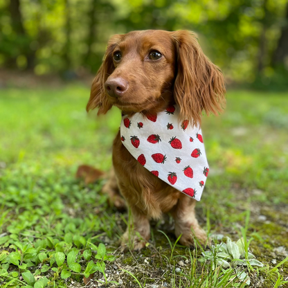 Strawberry Patch Over the Collar Dog Bandana