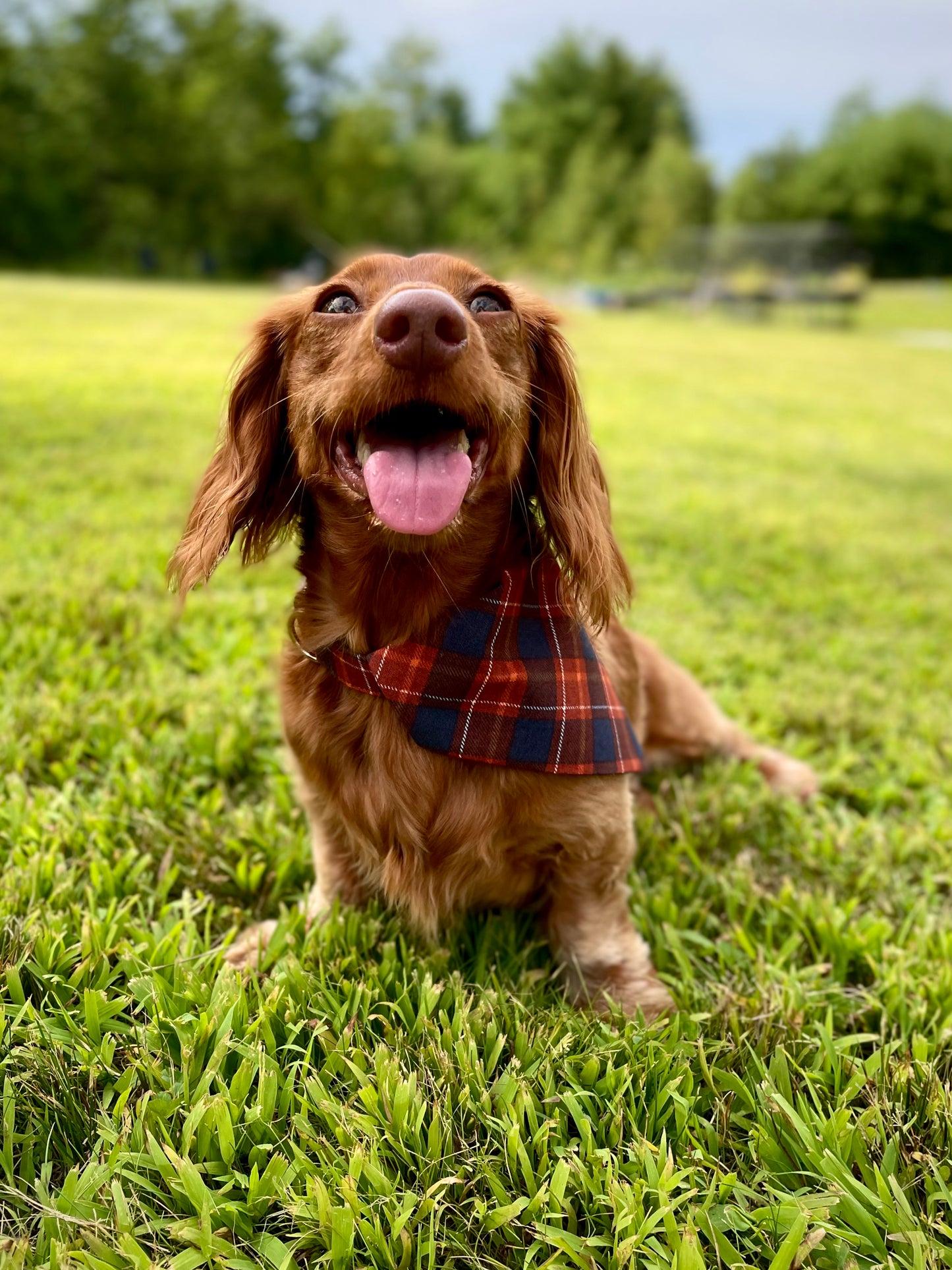 Orange & Blue Plaid Over the Collar Bandana