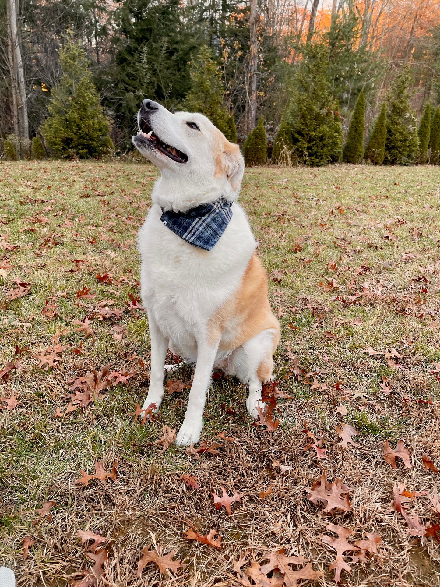 Blue Blizzard Plaid Scrunchie Dog Bandana