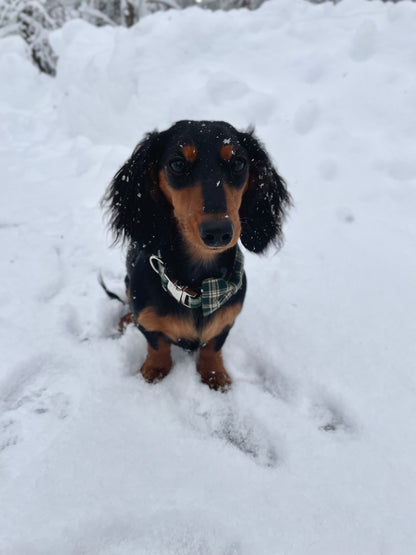 Pine Tree Plaid Dog Collar