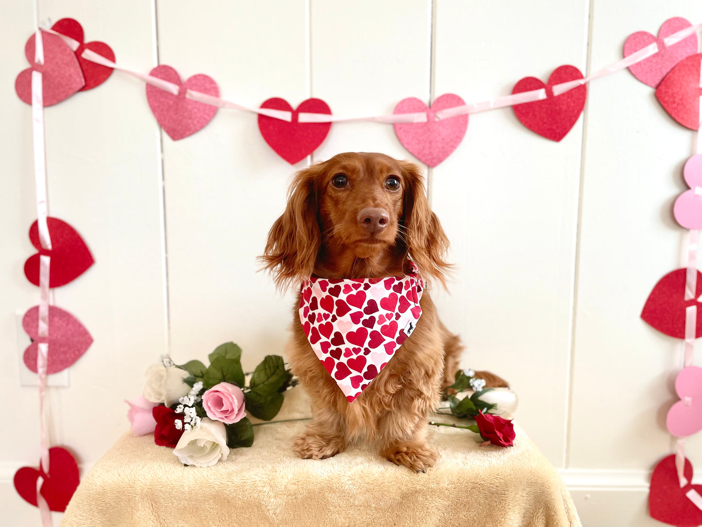 Sweetheart Dog Bandana