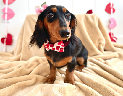 Sweetheart Dog Bow Ties