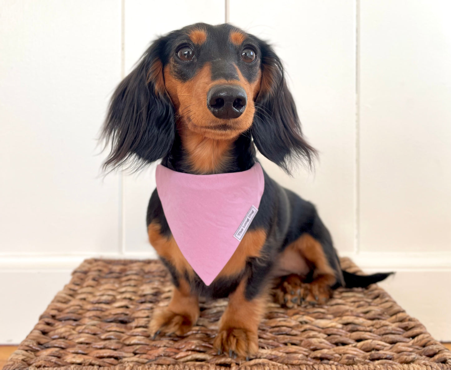 Lilac Over the Collar Bandana