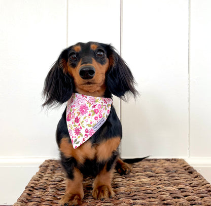 Sweet Pea Over the Collar Bandana